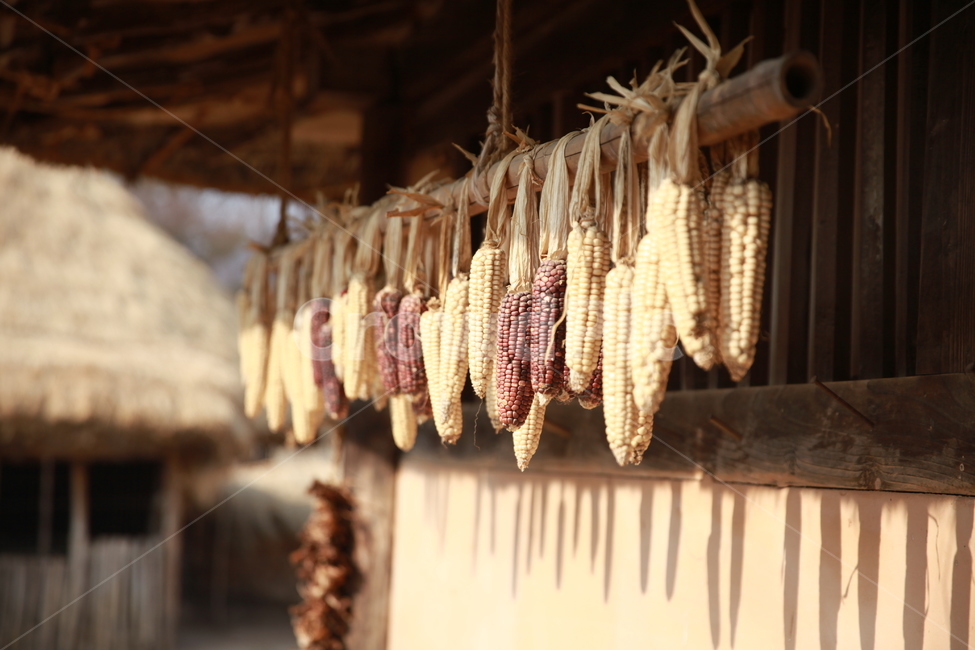 한국민속촌,옥수수,한옥,folkvillage,koreanfolkvillage,drycorn,처마,hanok,시골,마을,풍경,landscape,country,rural,town