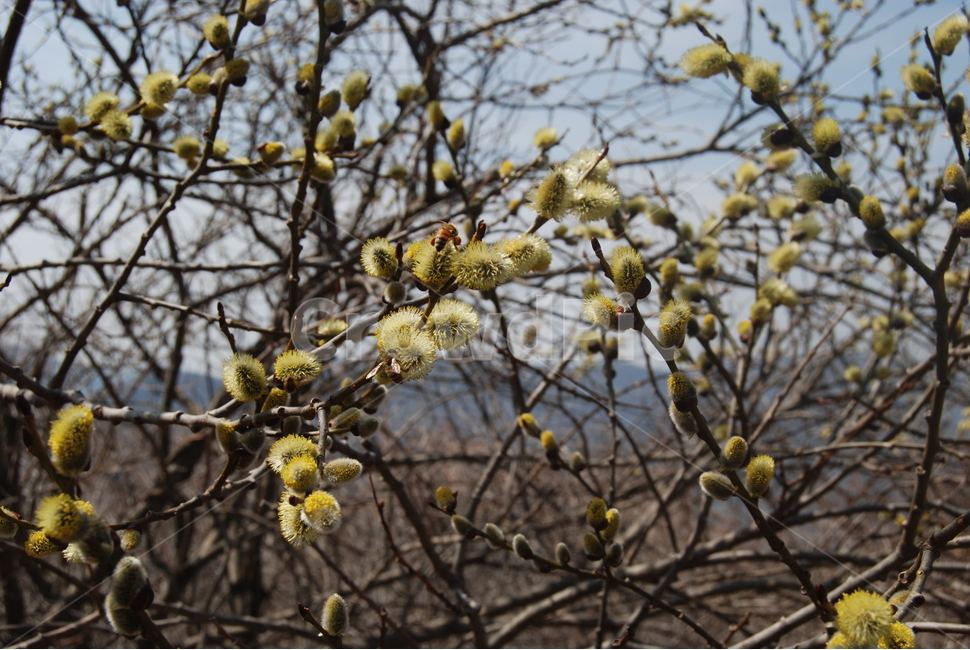 고헌산,외향재,봄,등산로,꿀벌,힐링,산,자연,나무,하늘,치유,여행,등산,건강,한국,사계절,흙,땅,바람,봄,계절,spring,season,식물,자연,plants,nature,plant