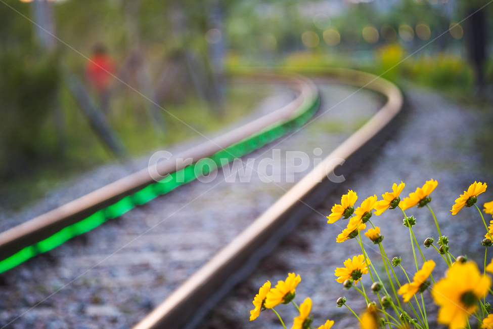 꽃,철길,들꽃,야생화,노랑꽃,식물,자연,plants,nature,교통,교통수단,traffic,transportation,railway,철도,train track,기찻길,rail,레일