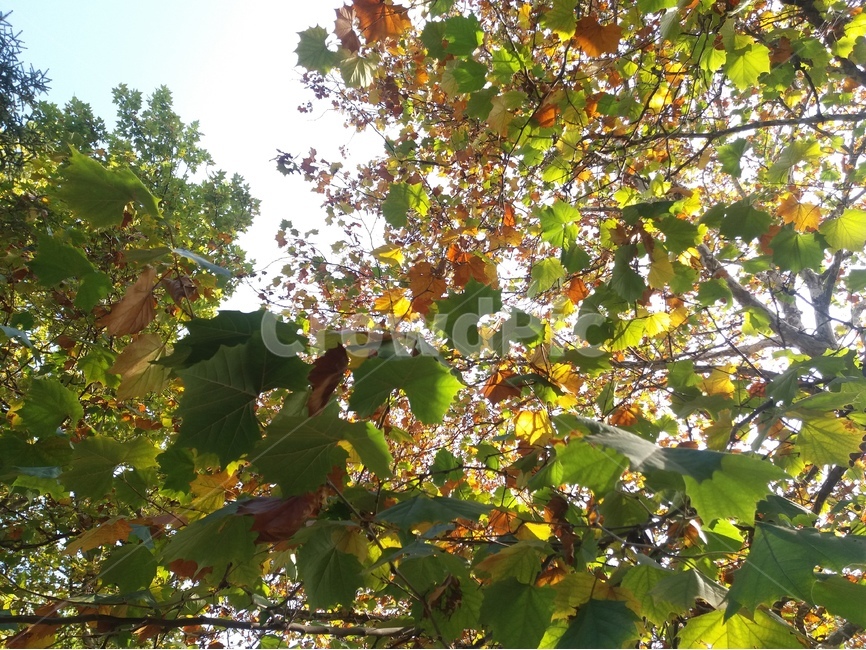 가을,낙옆,나무,가을하늘,나뭇잎,가을,계절,fall,autumn,season,식물,자연,plants,nature,plant,leaf,잎