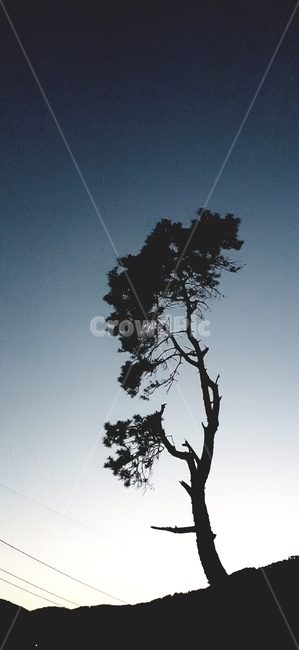 식물,나무,분위기,신기,소나무