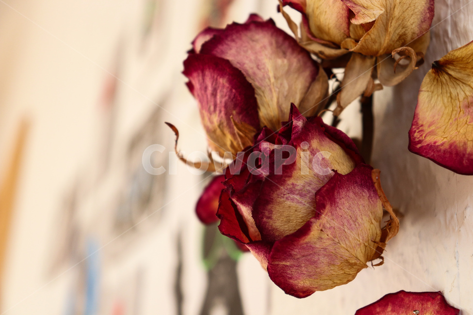 flower,장미,rose,식물,꽃