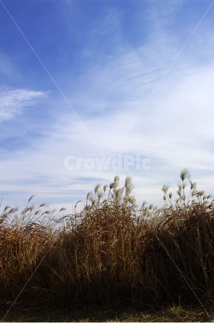 억새,자연,nature,식물,plant,하늘,구름,자연,풍경,nature,landscape,식물,plants,grass,잔디,lawn,reed,갈대