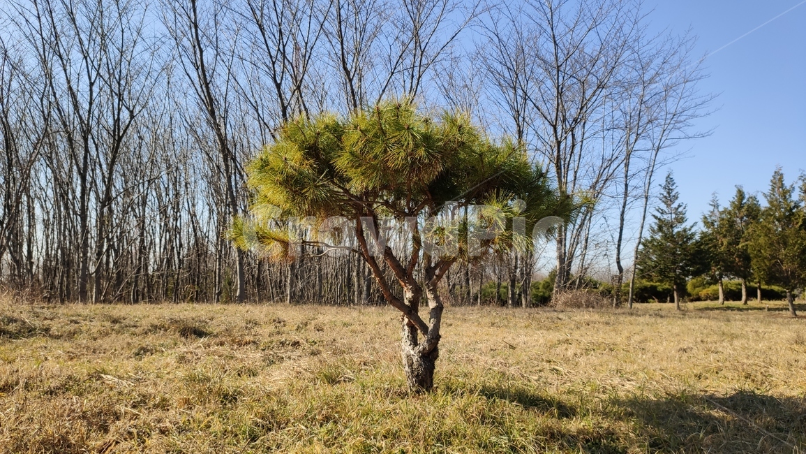 소나무,pinetree,plant,식물,tree,나무,treetrunk,나무줄기,nature,자연