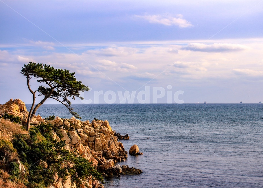 나무,암석,바다,하늘,자연,자연,풍경,nature,landscape,한국자연풍경,한국자연경관,korea nature landscape,promontory,곶