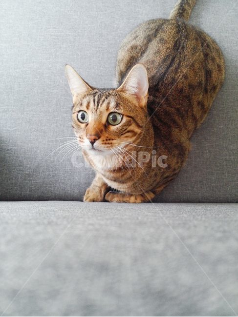 뱅갈고양이,고양이호기심,고양이,반려동물,동공확장