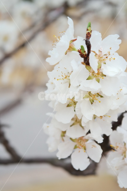 매화,봄꽃,봄,꽃,만개,flower,blossom,plant