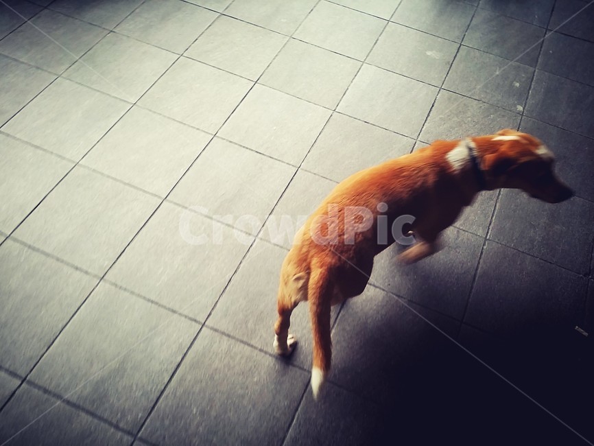 개,dog,누렁이,방황,개뒷모습,동물,animal,포유류,mammal,개,강아지,dog,doggy
