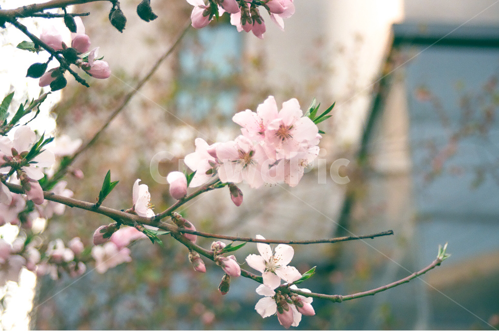 꽃,flower,자연,nature,풍경,landscape