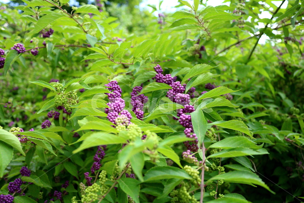 나무,식물,좀작살나무,열매,자연,좀작살나무열매,식물,자연,plants,nature,과일,열매,fruit