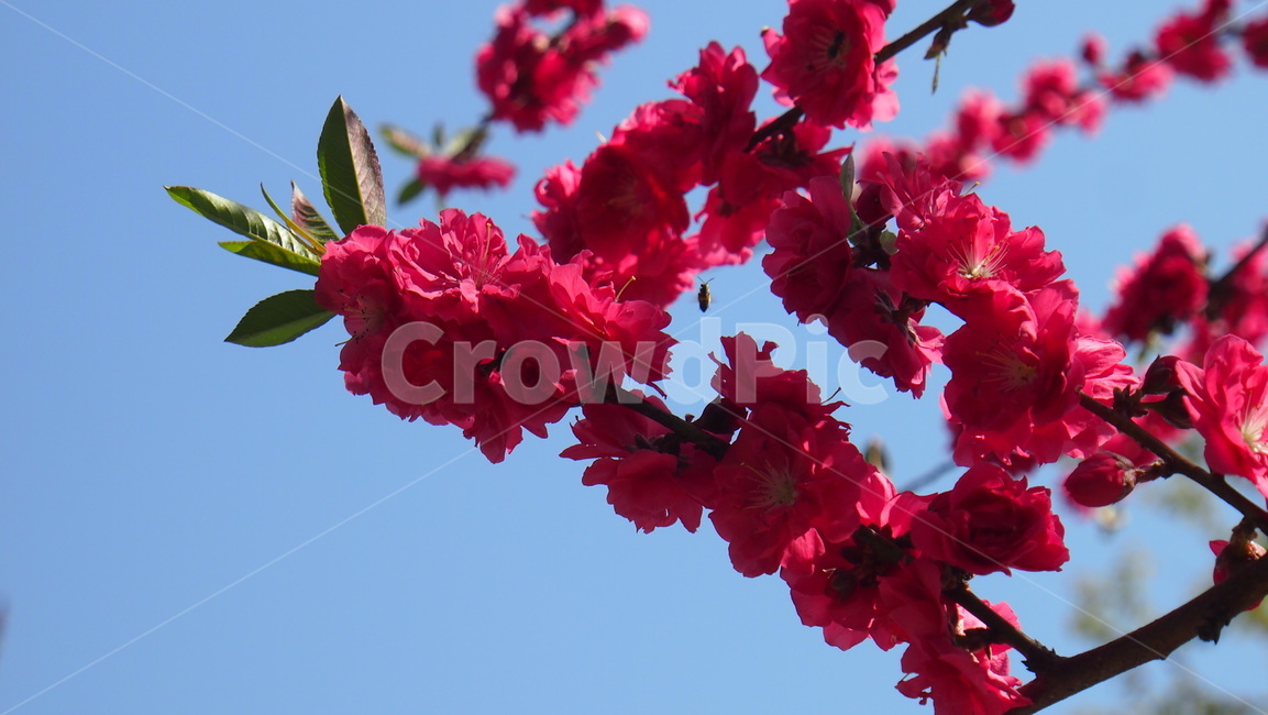 plant,식물,geranium,blossom,꽃,flower,red,맑음,파란하늘