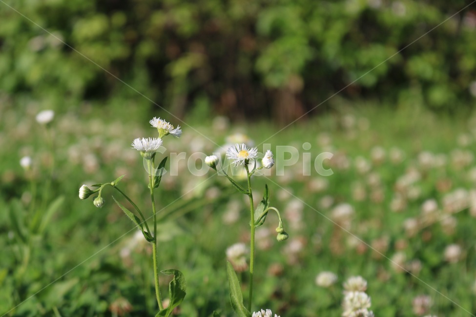 꽃,계란꽃,식물,자연,흰색,노랑,초록,flower,eggflower,plants,nature,white,yellow,green,hana,tamagohana,shokubutsu,shiro,kiiro,midori,식물,자연,plants,nature,꽃,flower