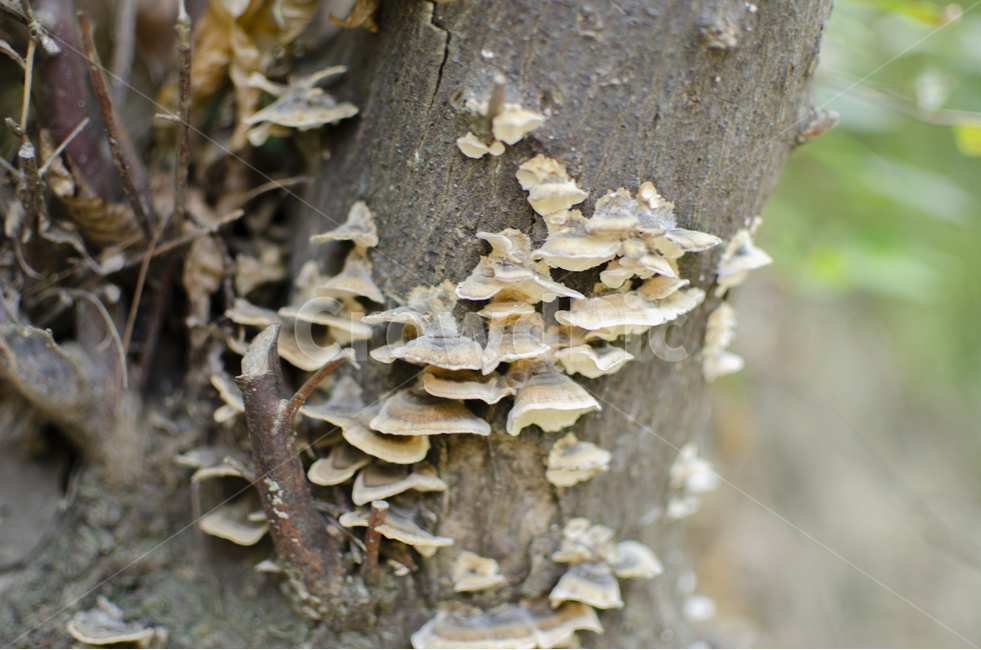 자연,햇살,휴식,버섯,나무,생물,식물,버섯,mushroom