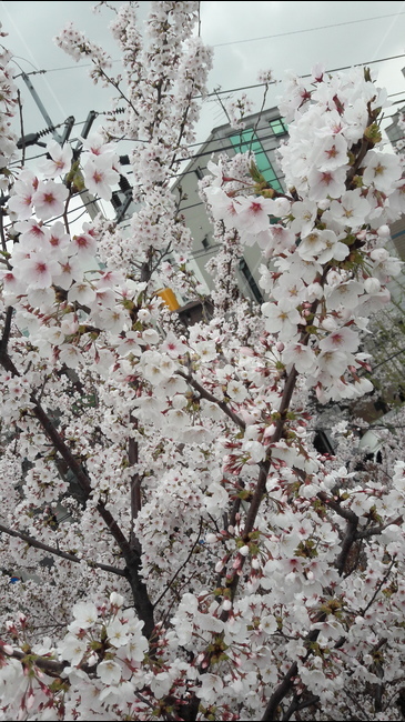 하얀,길,봄,아름다움,풍성한,봄,계절,spring,season,식물,자연,plants,nature,꽃,flower,plant,cherry blossom,벚꽃,blossom