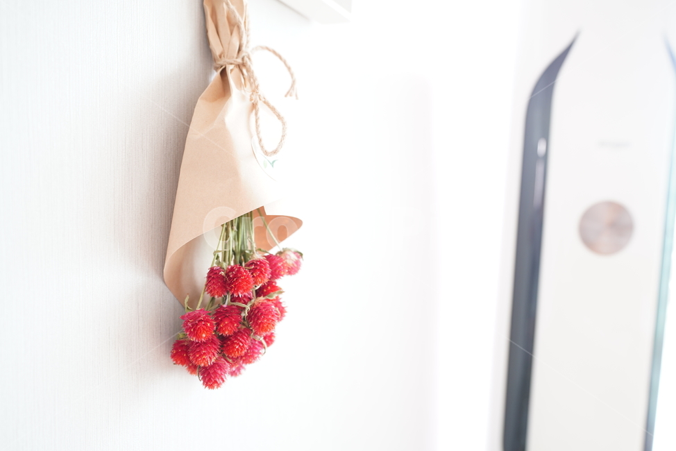 꽃,플라워,식물,색감,컬러,빨강,red,flower,plant,꽃,flower