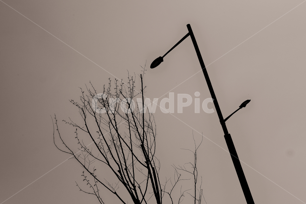 나무,풍경,흑백사진,가로등,나무가지,겨울,계절,winter,season,식물,자연,plants,nature,나무,trees,wood,흑백,모노톤,monochrome,black and white