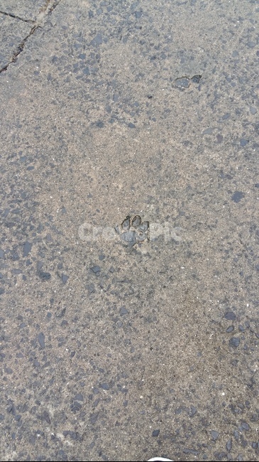 발자국,돌,바닥,귀여운,발바닥