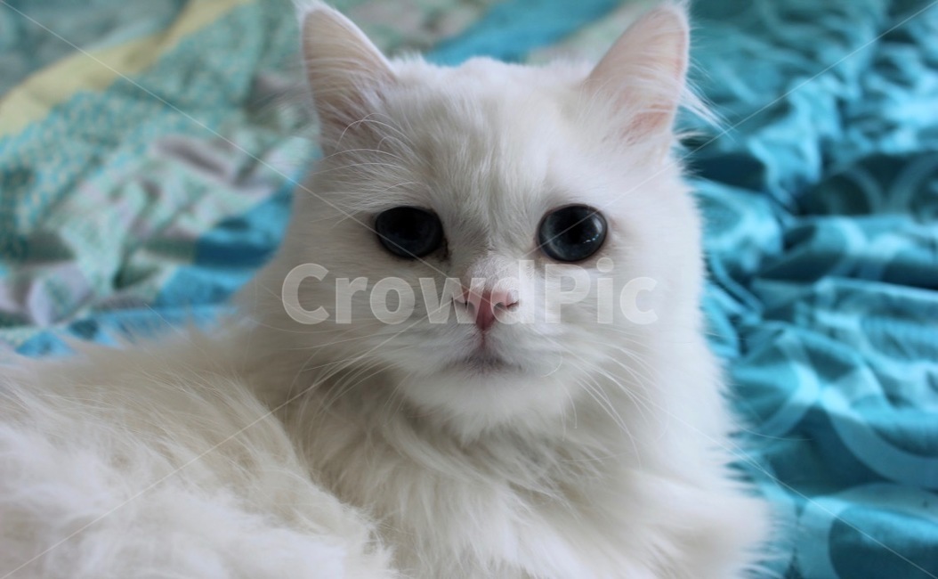 고양이,냐옹이,냐옹,터키쉬앙고라,러시안블루,cat,turkishangora,russianblue,동물,애완동물,반려동물,집사