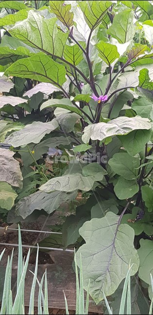 가지,가지밭,가지꽃,보라색,자연,식재료,가지나무,food