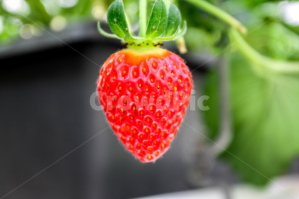 딸기,딸기밭,달콤함,strawberry,fruit,식물,과일,food,음식,빨간,빨강,예쁜,딸기농장,과일,열매,fruit