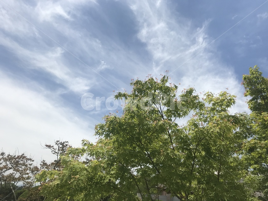 바람,나무,나뭇잎,구름,초록