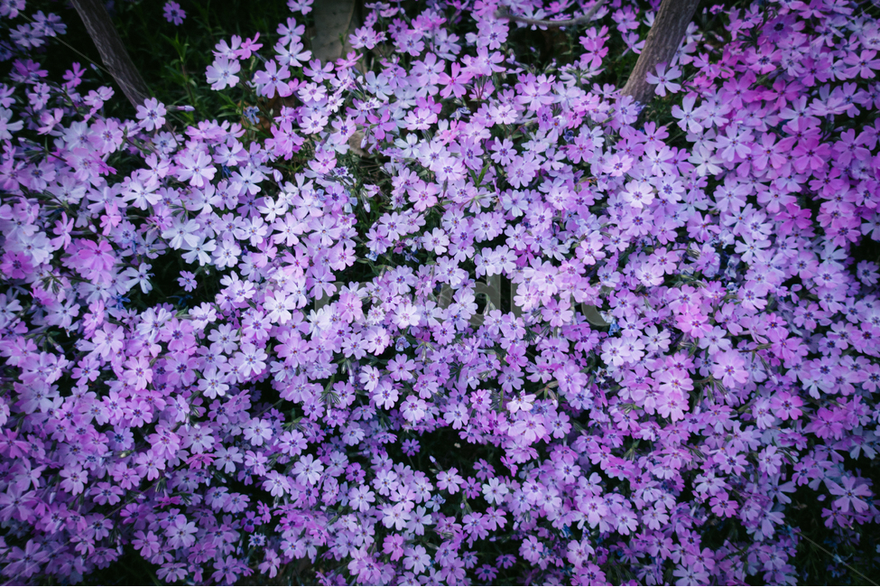 꽃,봄,보라,핑크,4월,flowers,spring,pink,april,봄,계절,spring,season,식물,자연,plants,nature,꽃,flower,plant,petal,꽃잎,blossom