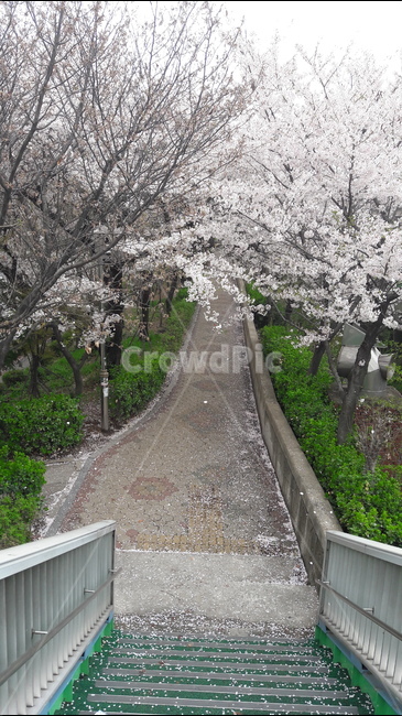 산책로,길,봄,꽃,아름다움,봄,계절,spring,season,자연,풍경,nature,landscape,plant,식물