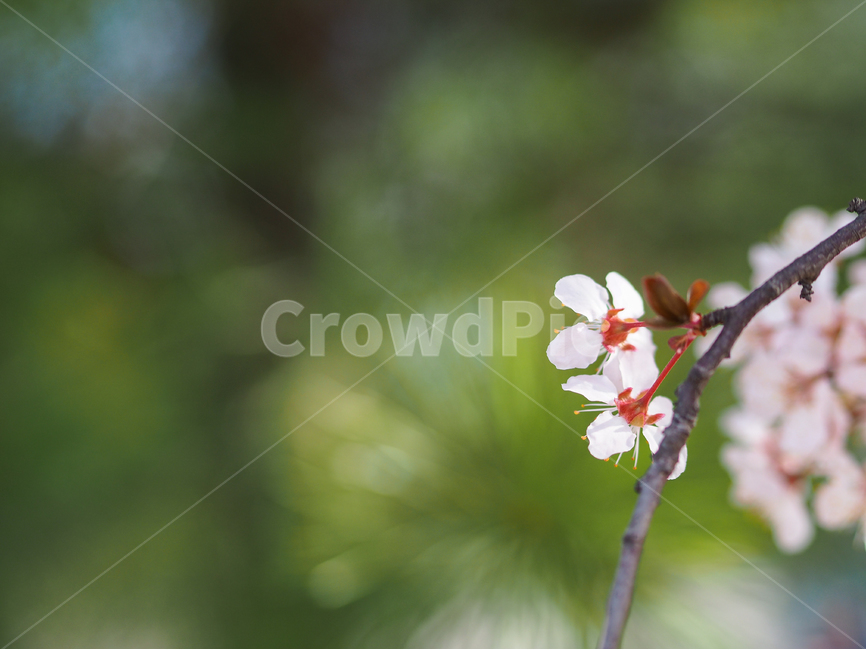 봄,꽃,식물,자연풍경,감성사진,봄,계절,spring,season,식물,자연,plants,nature,꽃,flower,plant