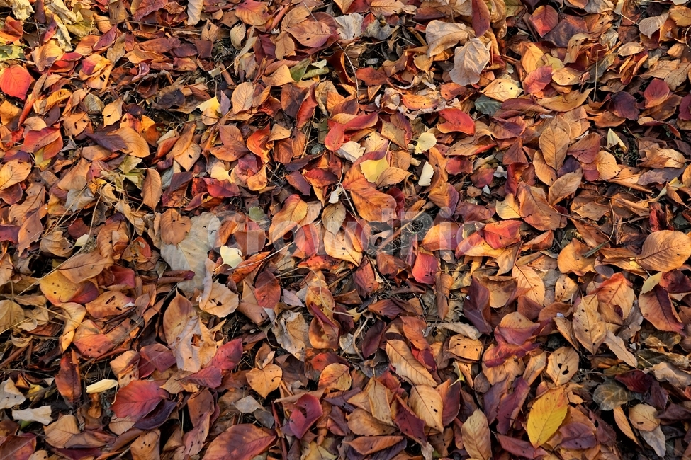 가을,낙엽,계절,autumn,fall,nature,fallenleaves,leaf,colorful,가을,계절,fall,autumn,season,잎,plant,식물,ground,바닥