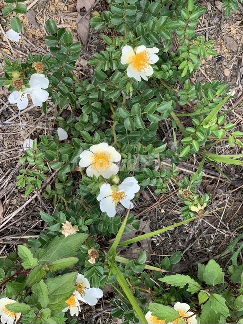 꽃,야생화,들꽃,예쁜꽃,꽃밭
