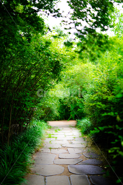 길,숲길,산책로,산책,숲,road