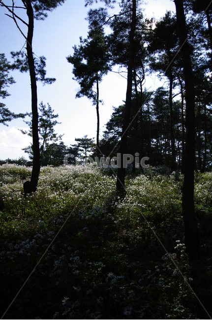 나무,숲,구절초,꽃,풍경,식물,flower,plant,tree