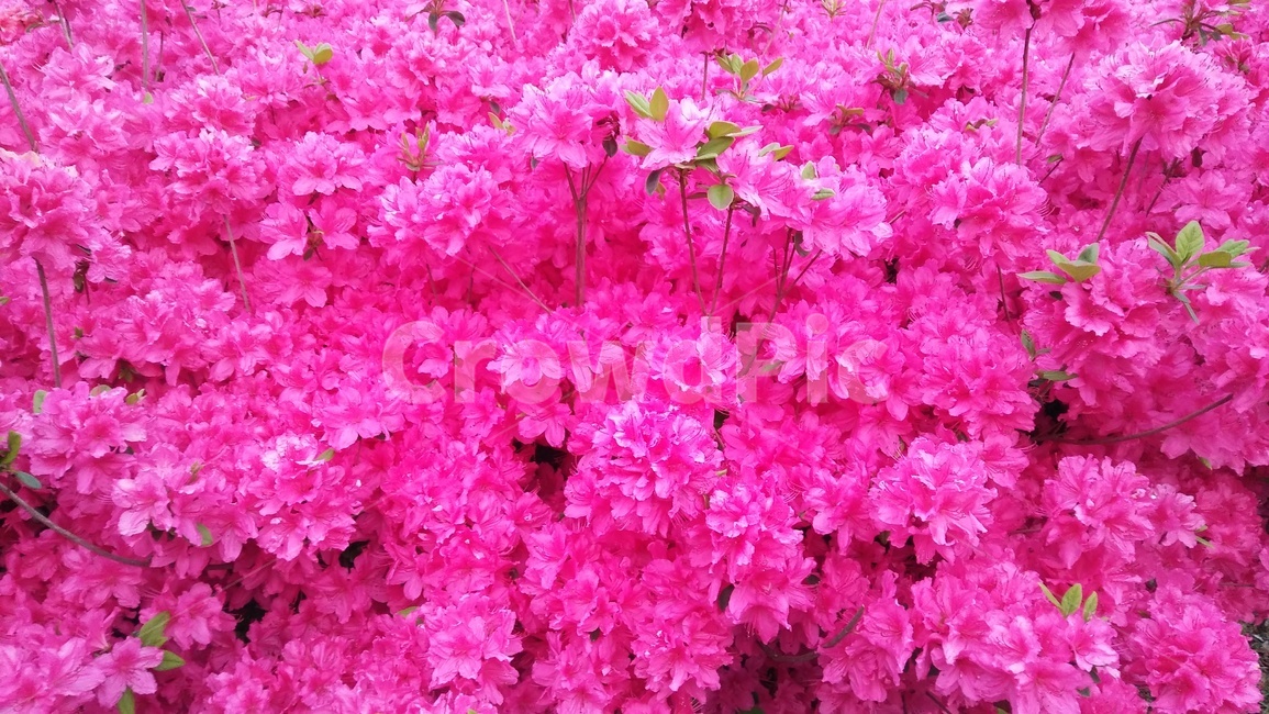 꽃,flower,식물,분홍,형광색,blossom,plant,제라늄,geranium