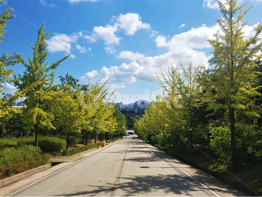 구름,자연,풍경,여름,나무,도로,산책로,풀,하늘,자연,풍경,nature,landscape,road,asphalt,아스팔트,freeway,고속 도로,highway,고속도로