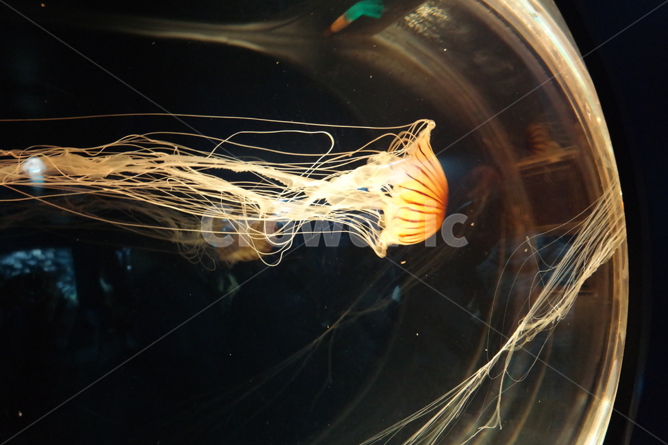 해파리,바다,심해,수족관,jellyfish,동물,animal
