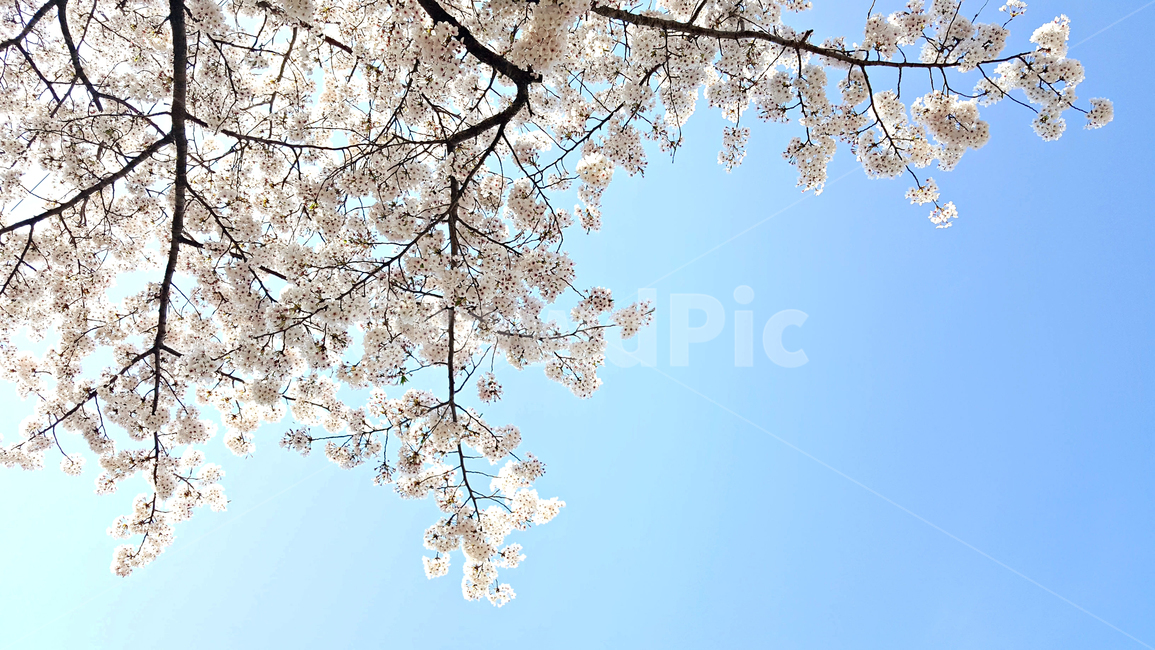 꽃,blossom,cherryblossom,식물,plant,벚꽃,벚나무