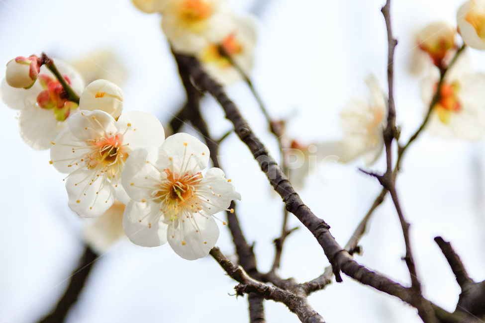 매화,식물,꽃,봄,꽃들,꽃잎,봄,계절,spring,season,식물,자연,plants,nature,꽃,flower,plant