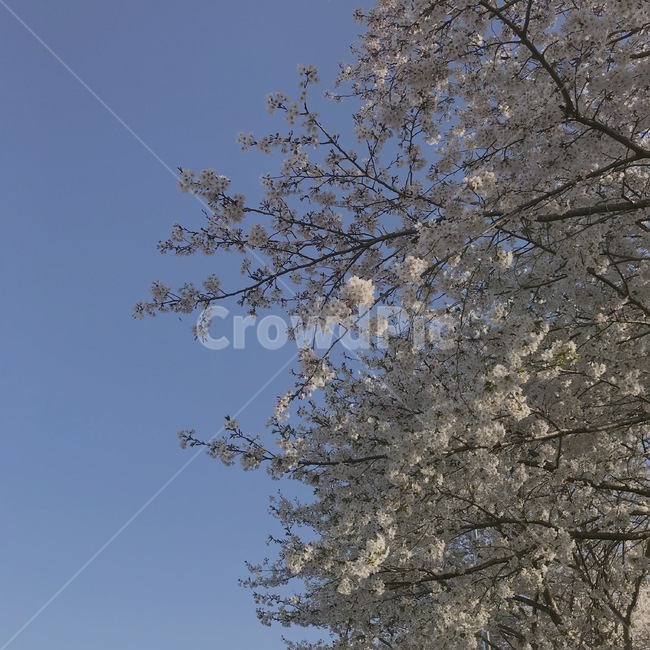 벚꽃,식물,나무,사쿠라,봄,플라워,하얀꽃,감정,도쿄감성,꽃집,봄,계절,spring,season,plant