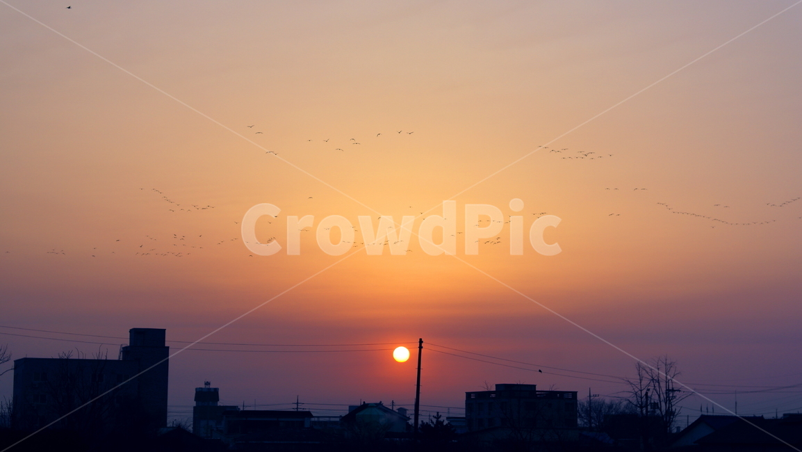 일출,아침해,철새,전봇대,전선,마을,자줏빛,sunrise,birds,countryside,시골,nature,outdoors,redsky,dawn,sky,하늘,한국자연풍경,한국자연경관,korea nature landscape