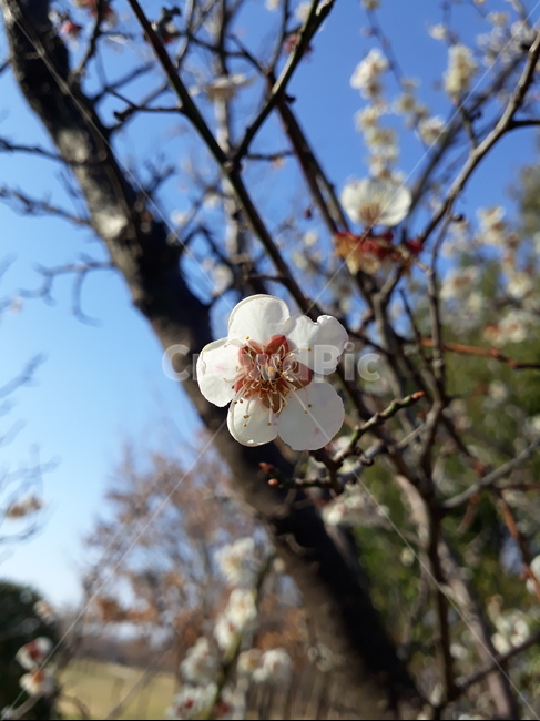 매화,꽃,plant,식물,봄