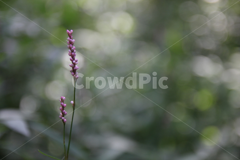 꽃,봄,꽃잎,flower,식물,자연,화단,수목원,garden