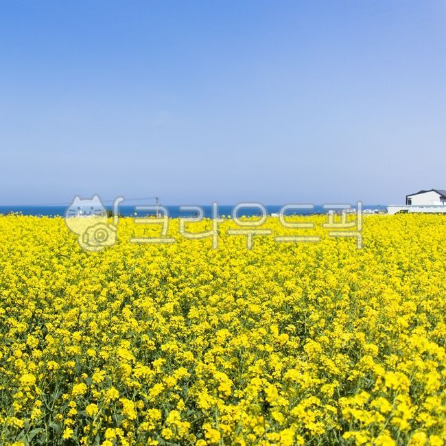 blossom,Jeju,Jeju Island Rape Flowers,nature,yellow,jeju island,rape flower field,flower garden,rapeblossom,korea,Jeju rape flowers,jeju,Seogwipo,rape flower