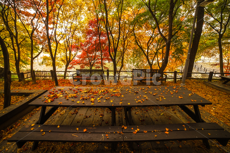 가을,단풍,낙엽,의자,공원,벤치,계절,감성,나무,숲,가을,계절,fall,autumn,season,휴식,힐링,rest,relaxation,healing