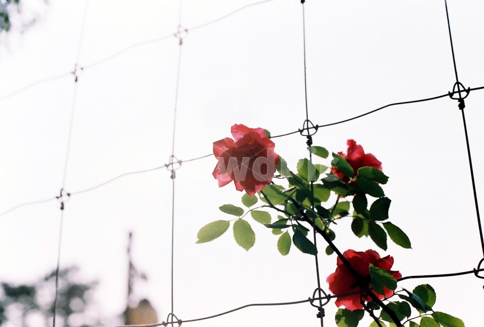 쌩이와로랑,장미,꽃,사랑,rose,순수,이별,짝사랑,의지,아름다움,식물,자연,plants,nature,꽃,flower,감성,sensible,feeling