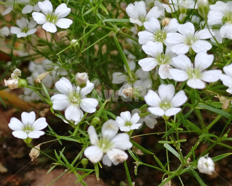 들꽃,풀꽃,꽃,식물,flower,plant