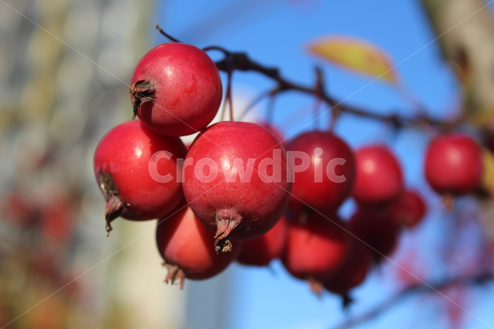 plant,식물,fruit,과일,미니사과,과일,열매,fruit