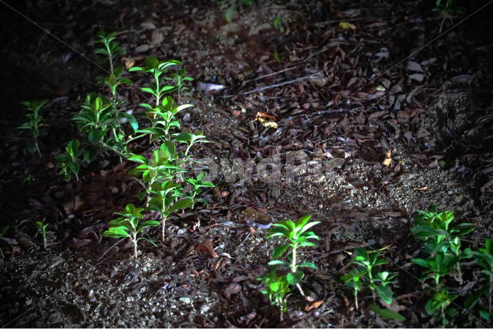 새싹,풀,식물,조명,밤,땅,비,sprout,plant,식물,자연,plants,nature