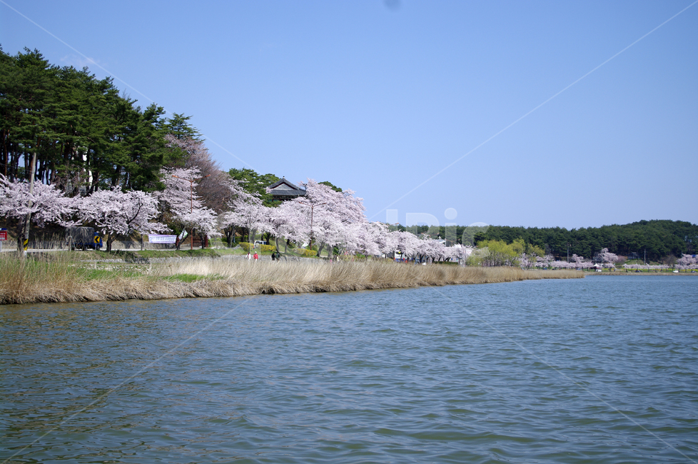경포호,호수,풍경,나무,하늘,벚꽃나무,봄,봄,계절,spring,season,자연,풍경,nature,landscape,plant,식물,blossom,꽃,flower,cherry blossom,벚꽃