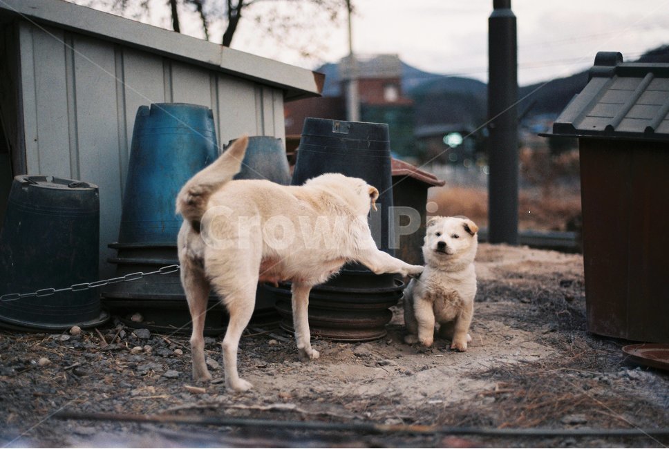 강아지,puppy,시골,필름,감성,동물,animal,포유류,mammal,개,강아지,dog,doggy