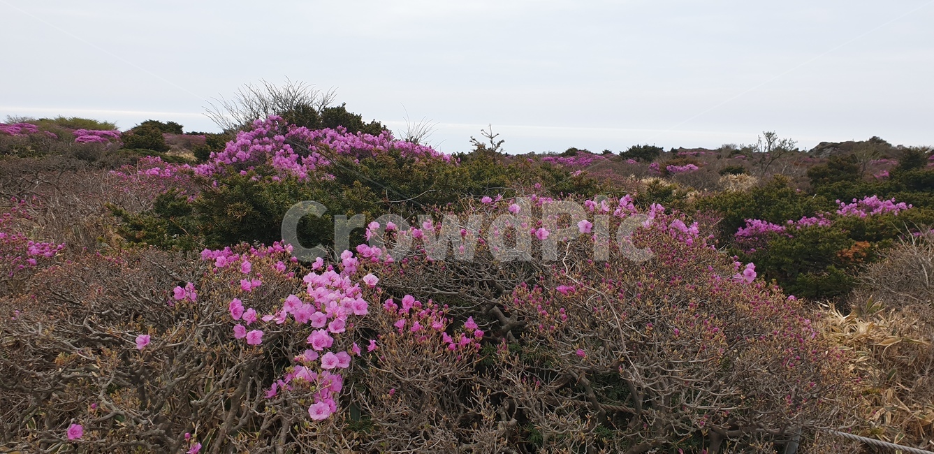 geranium,제라늄,flower,식물,plant,꽃,blossom,자연,풍경,nature,landscape